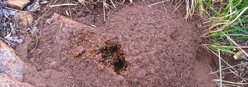 ants control services in kenya
