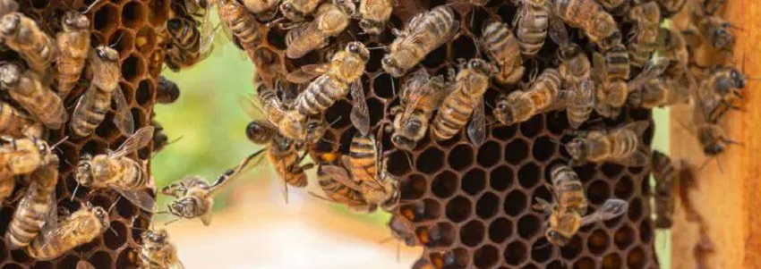  bees nest removal services in kenya
