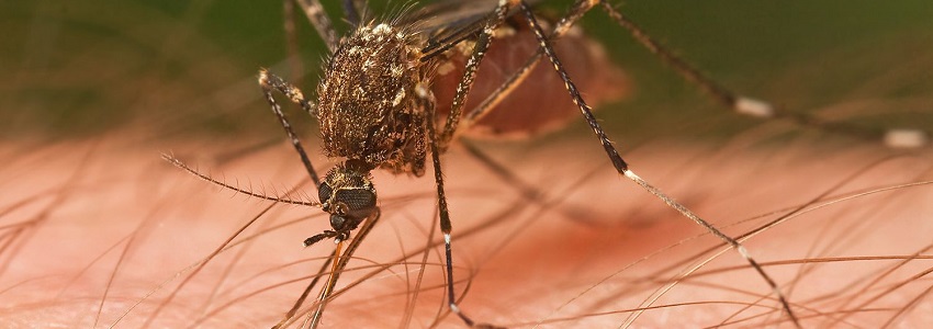  mosquito treatment and control services in kenya
